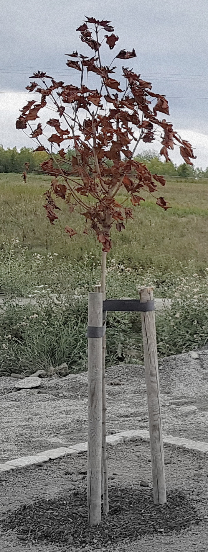 20180907 1526050